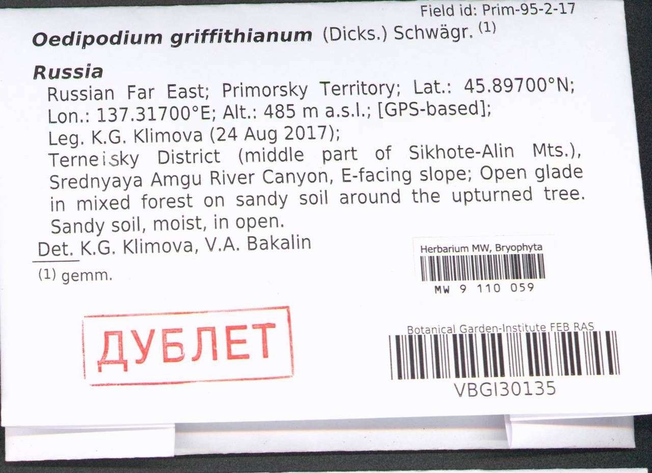 Oedipodium griffithianum (Dicks.) Schwägr., Гербарий мохообразных, Мхи - Дальний Восток (без Чукотки и Камчатки) (B20) (Россия)