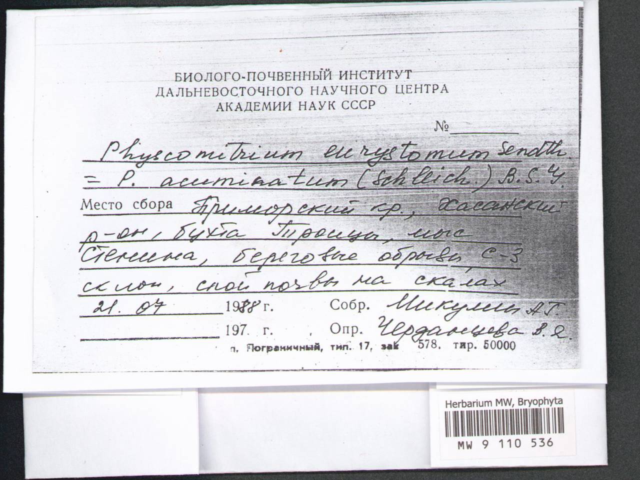 Physcomitrium eurystomum Sendtn., Гербарий мохообразных, Мхи - Дальний Восток (без Чукотки и Камчатки) (B20) (Россия)