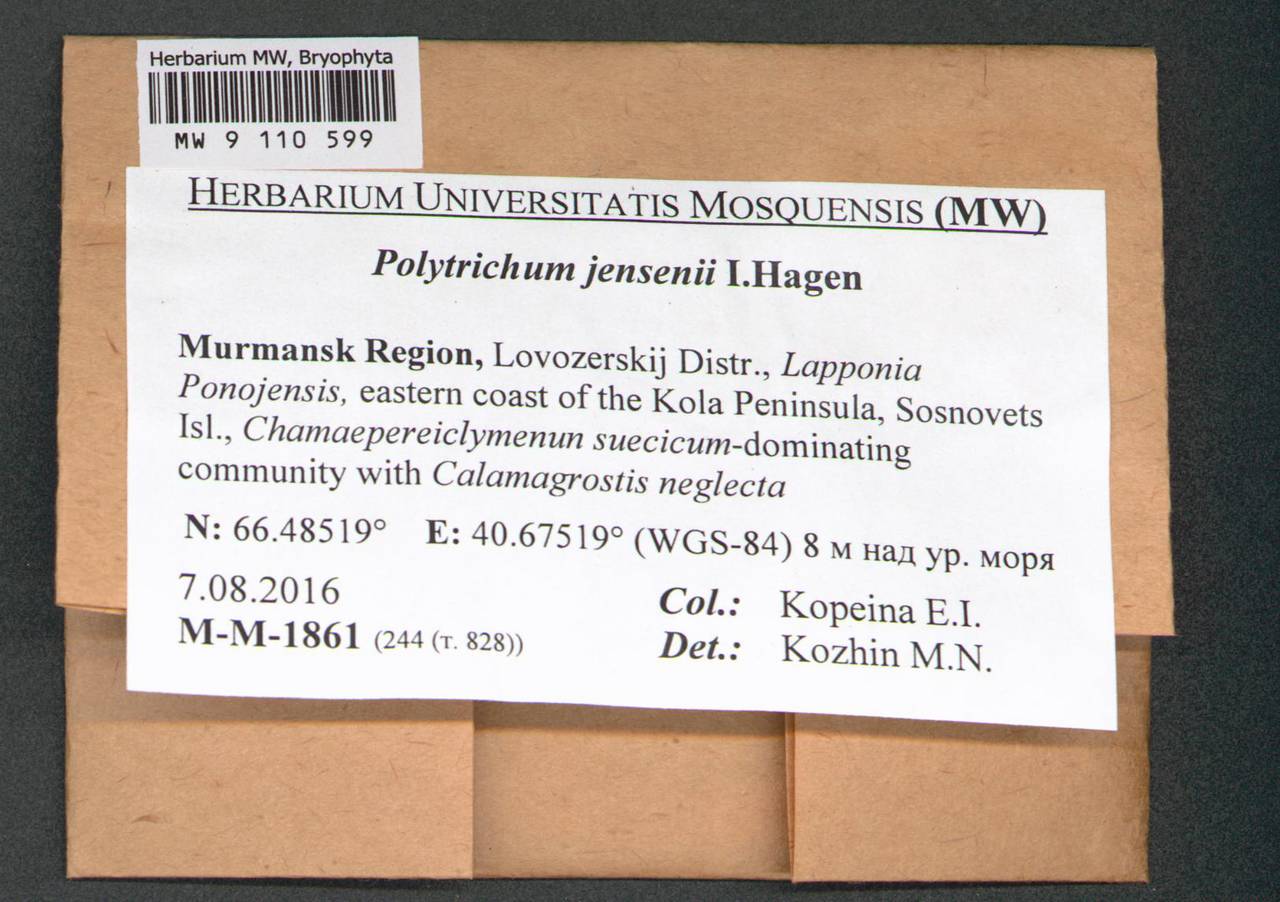 Polytrichum jensenii I. Hagen, Гербарий мохообразных, Мхи - Карелия, Ленинградская и Мурманская области (B4) (Россия)