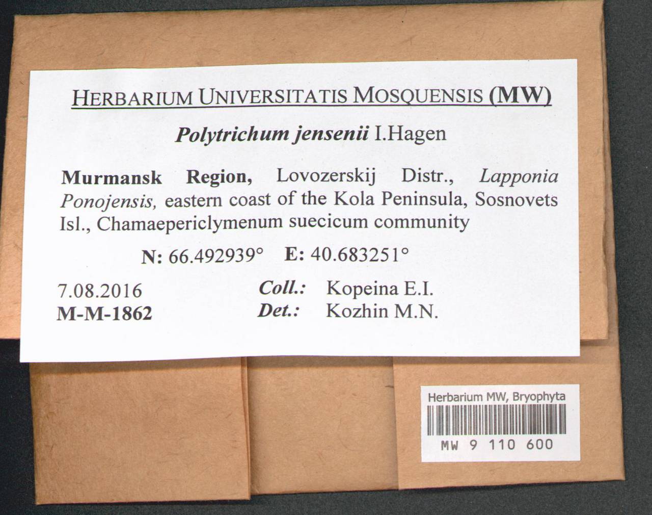 Polytrichum jensenii I. Hagen, Гербарий мохообразных, Мхи - Карелия, Ленинградская и Мурманская области (B4) (Россия)