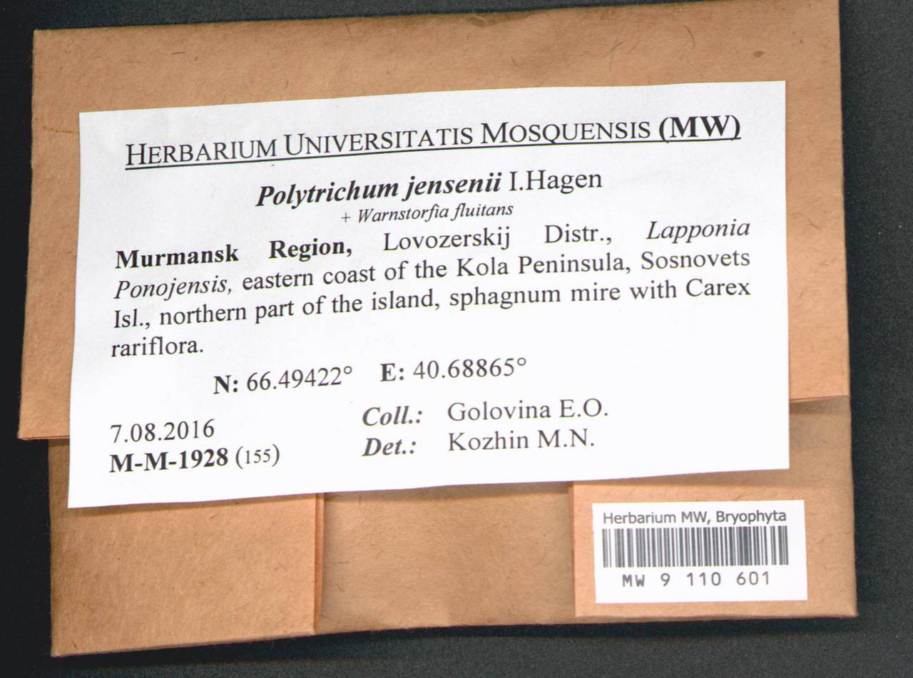 Polytrichum jensenii I. Hagen, Гербарий мохообразных, Мхи - Карелия, Ленинградская и Мурманская области (B4) (Россия)
