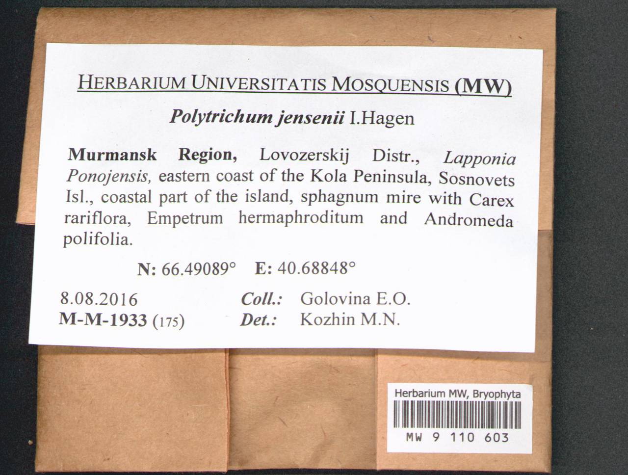 Polytrichum jensenii I. Hagen, Гербарий мохообразных, Мхи - Карелия, Ленинградская и Мурманская области (B4) (Россия)