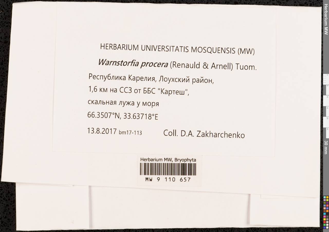 Sarmentypnum procerum (Renauld & Arnell) Hedenäs, Гербарий мохообразных, Мхи - Карелия, Ленинградская и Мурманская области (B4) (Россия)