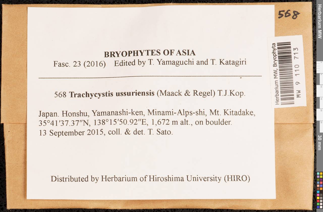 Trachycystis ussuriensis (Regel & Maack) T.J. Kop., Гербарий мохообразных, Мхи - Азия (вне границ бывшего СССР) (BAs) (Япония)