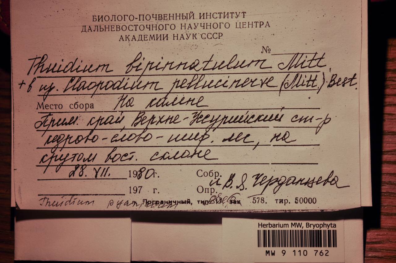 MW 9 110 762, Pelekium versicolor (Hornsch. ex Müll. Hal.) Touw, Гербарий мохообразных, Мхи - Дальний Восток (без Чукотки и Камчатки) (B20) (Россия)