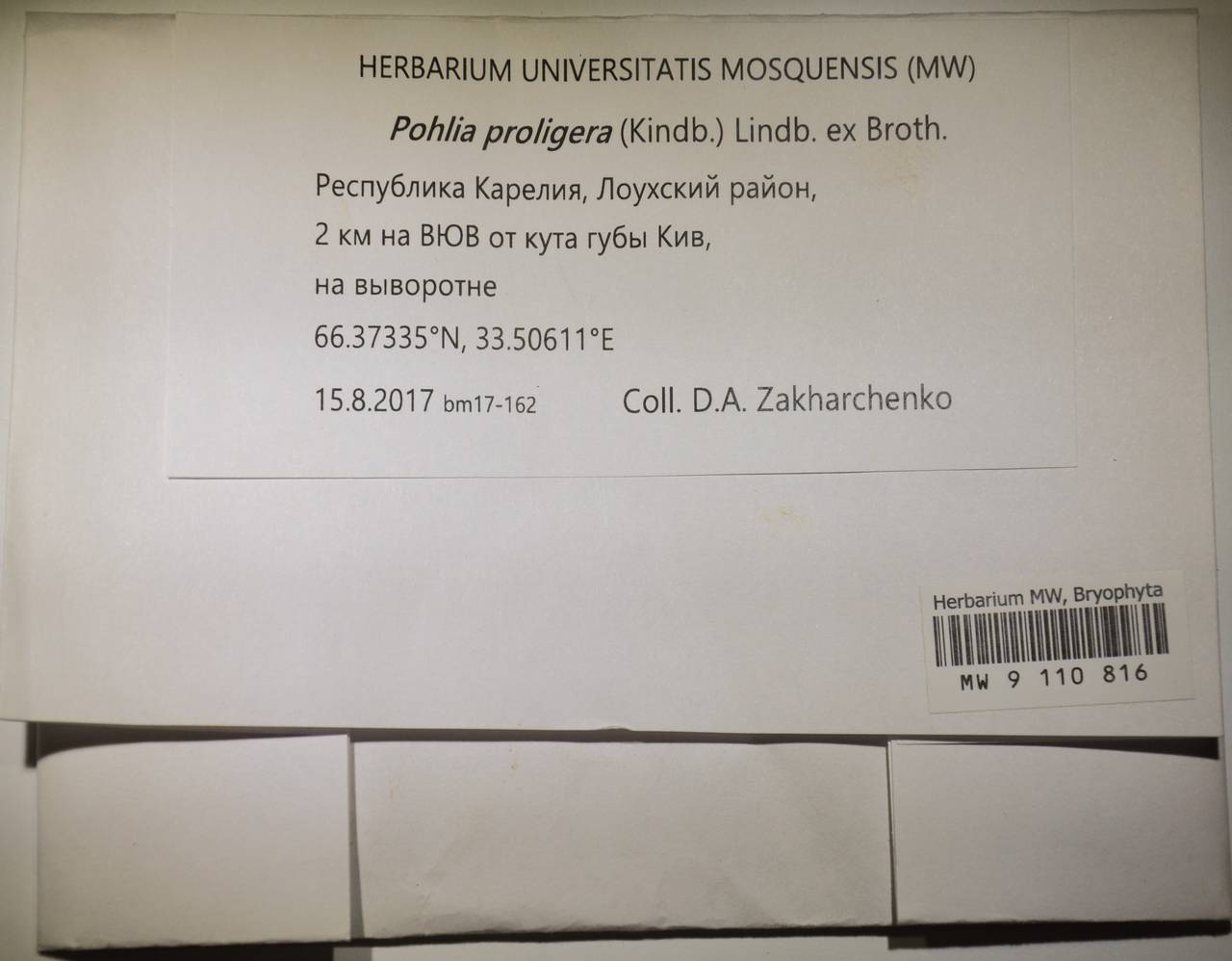 MW 9 110 816, Pohlia proligera (Kindb. ex Breidl.) Lindb. ex Arnell, Гербарий мохообразных, Мхи - Карелия, Ленинградская и Мурманская области (B4) (Россия)