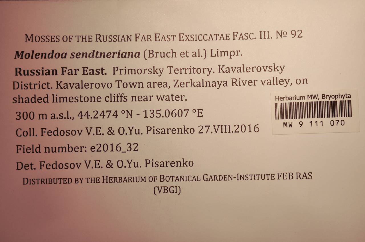 MW 9 111 070, Molendoa sendtneriana (Bruch & Schimp.) Limpr., Гербарий мохообразных, Мхи - Дальний Восток (без Чукотки и Камчатки) (B20) (Россия)
