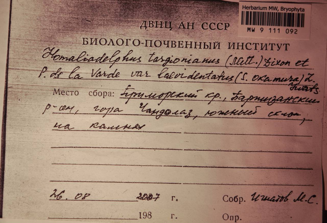 MW 9 111 092, Homaliadelphus targionianus (Mitt.) Dixon & P. de la Varde, Гербарий мохообразных, Мхи - Дальний Восток (без Чукотки и Камчатки) (B20) (Россия)