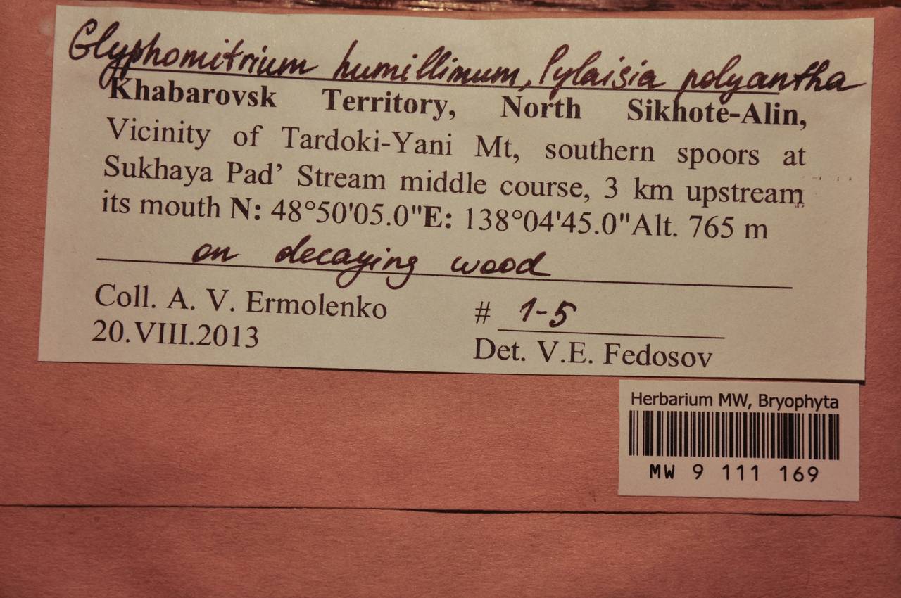MW 9 111 169, Glyphomitrium humillimum (Mitt.) Cardot, Гербарий мохообразных, Мхи - Дальний Восток (без Чукотки и Камчатки) (B20) (Россия)