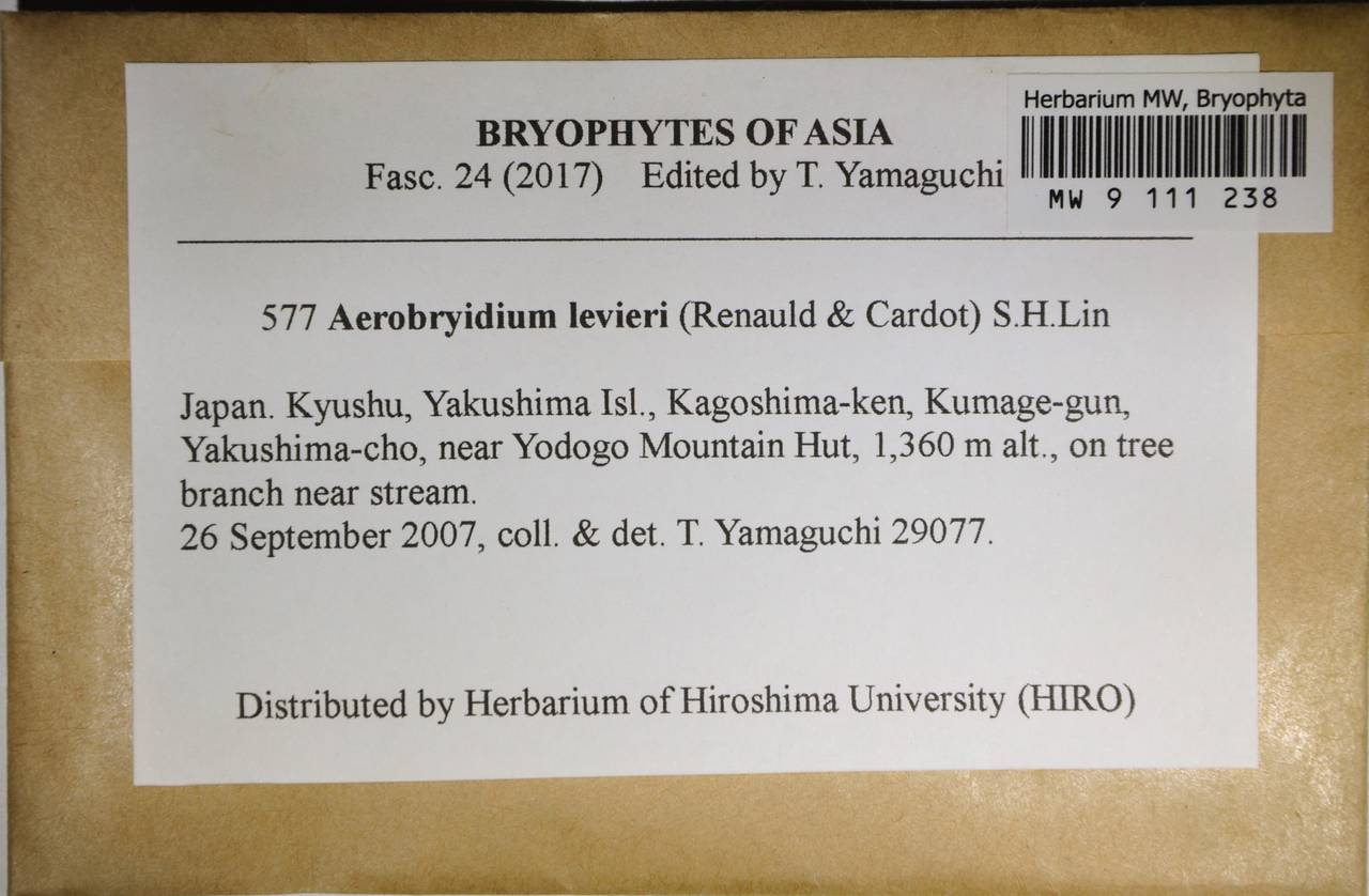 MW 9 111 238, Aerobryidium levieri (Renauld & Cardot) S.H. Lin, Гербарий мохообразных, Мхи - Азия (вне границ бывшего СССР) (BAs) (Япония)