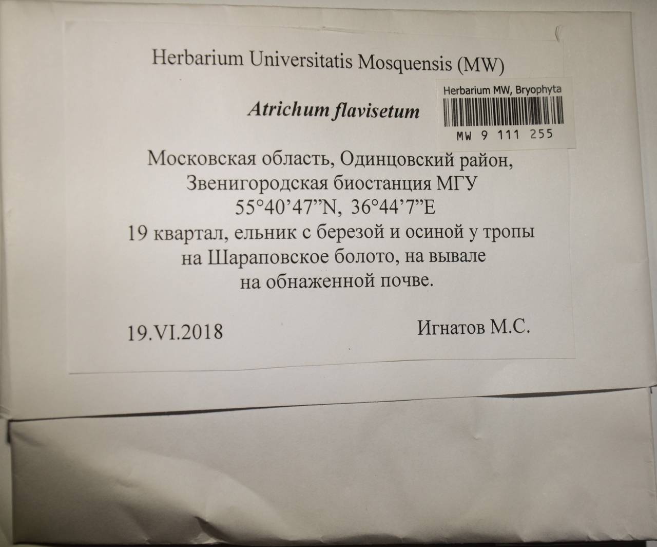 MW 9 111 255, Atrichum flavisetum Mitt., Гербарий мохообразных, Мхи - Москва и Московская область (B6a) (Россия)