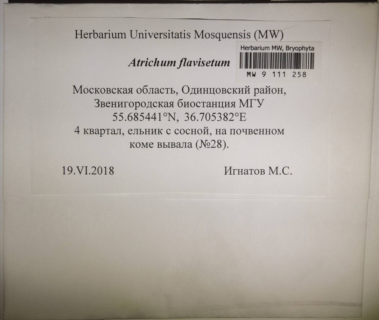 MW 9 111 258, Atrichum flavisetum Mitt., Гербарий мохообразных, Мхи - Москва и Московская область (B6a) (Россия)