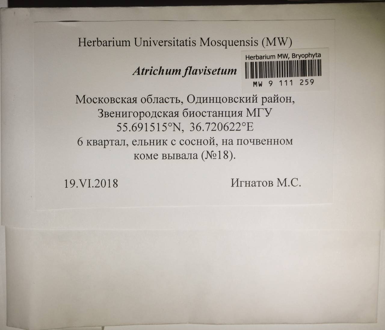 MW 9 111 259, Atrichum flavisetum Mitt., Гербарий мохообразных, Мхи - Москва и Московская область (B6a) (Россия)