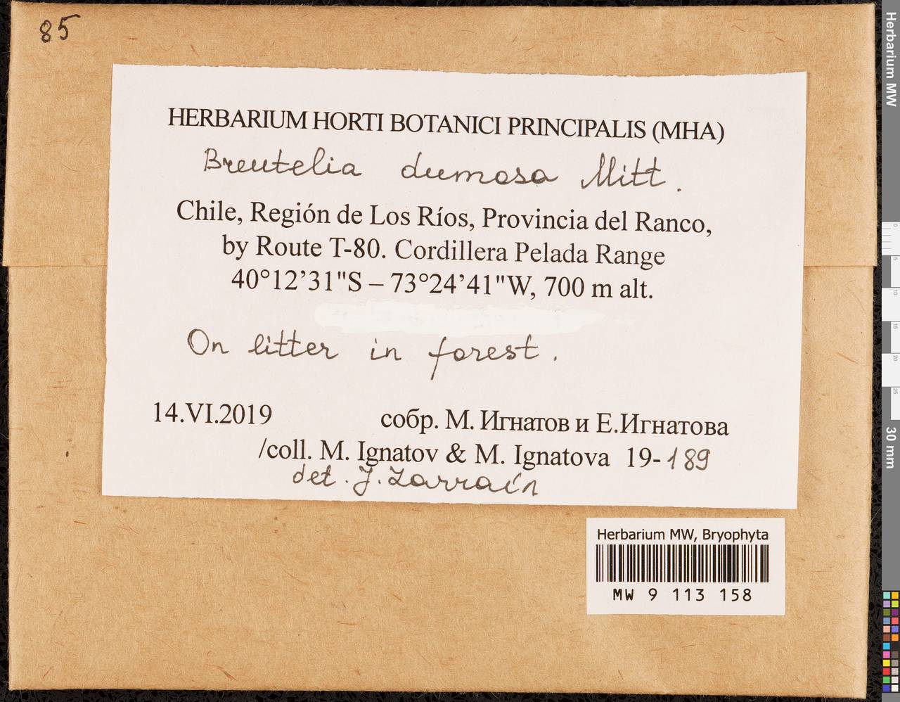 Breutelia dumosa Mitt., Гербарий мохообразных, Мхи - Америка (BAm) (Чили)
