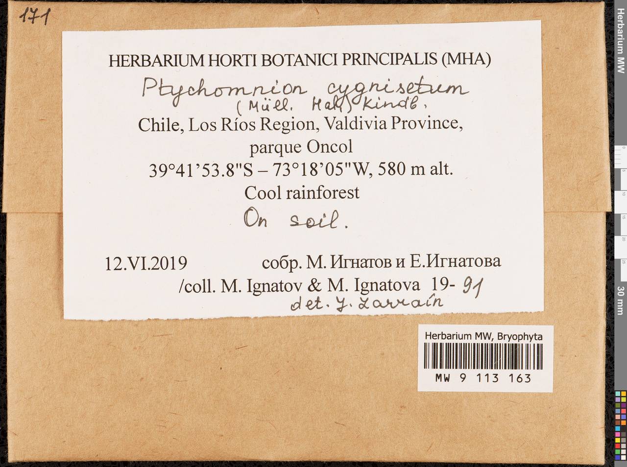 Ptychomnion cygnisetum (Müll. Hal.) Kindb., Гербарий мохообразных, Мхи - Америка (BAm) (Чили)