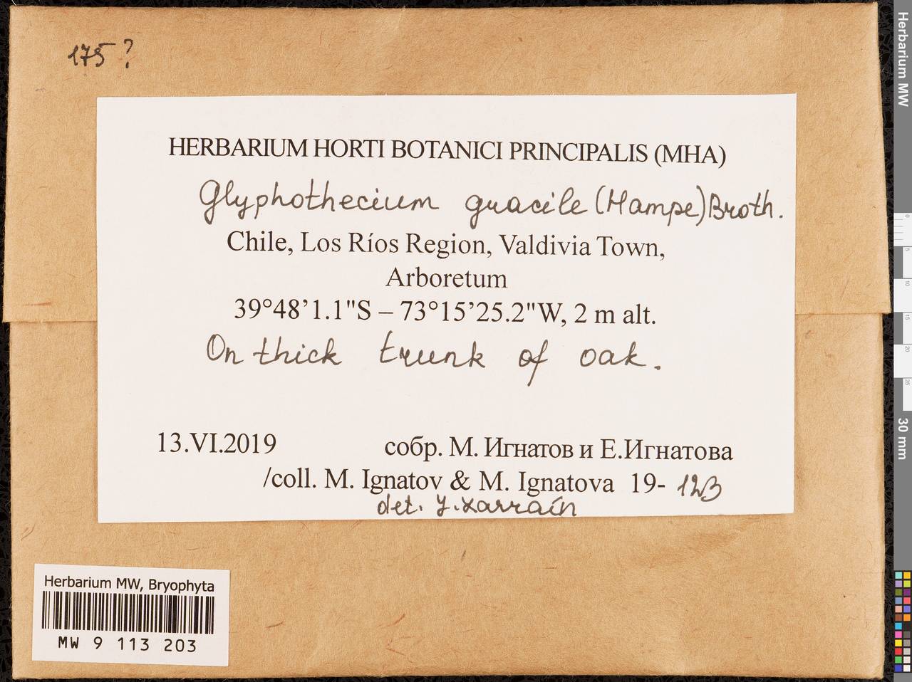 Glyphotheciopsis gracilis (Hampe) N. Pedersen & A.E. Newton, Гербарий мохообразных, Мхи - Америка (BAm) (Чили)