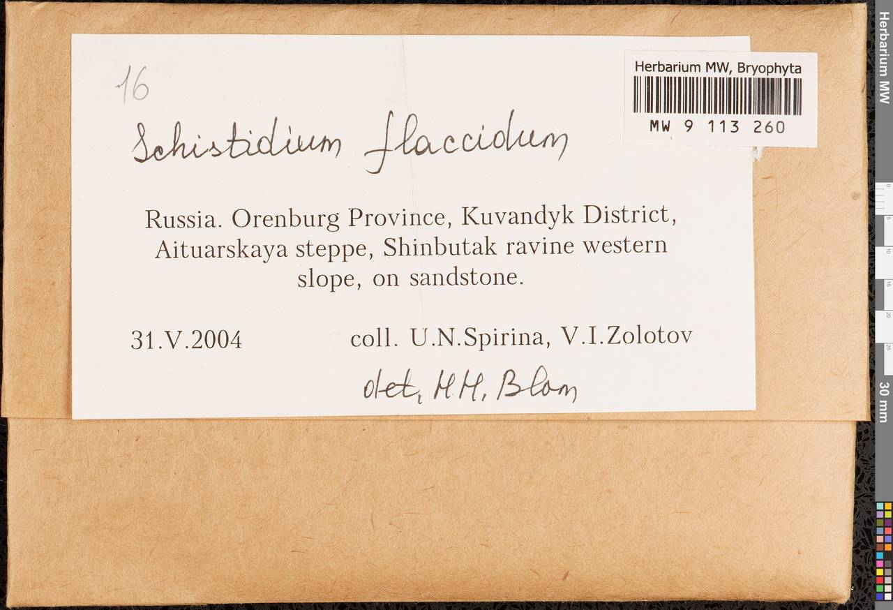 Schistidium flaccidum (De Not.) Ochyra, Гербарий мохообразных, Мхи - Башкортостан, Челябинская и Оренбургская области (B14) (Россия)