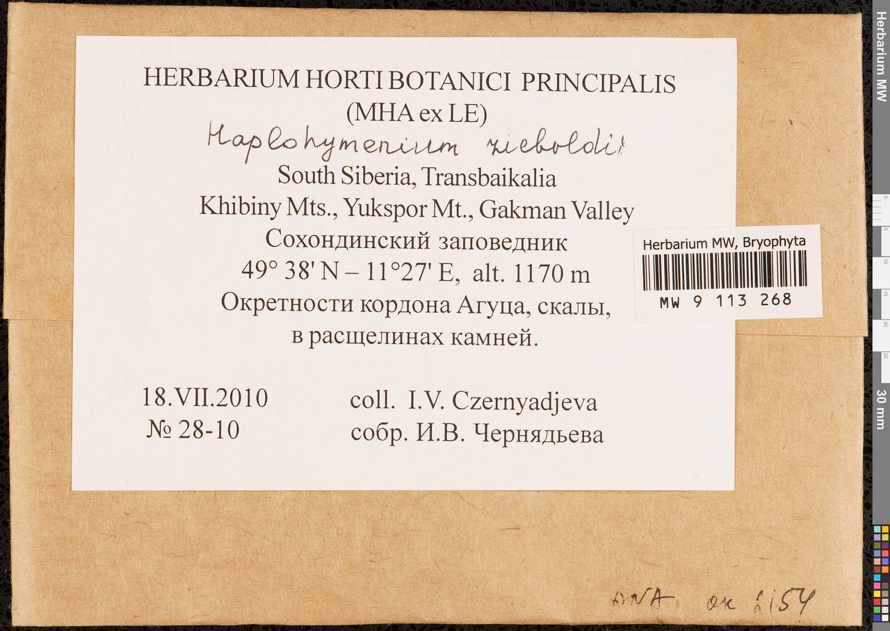 Haplohymenium sieboldii (Dozy & Molk.) Dozy & Molk., Гербарий мохообразных, Мхи - Прибайкалье и Забайкалье (B18) (Россия)