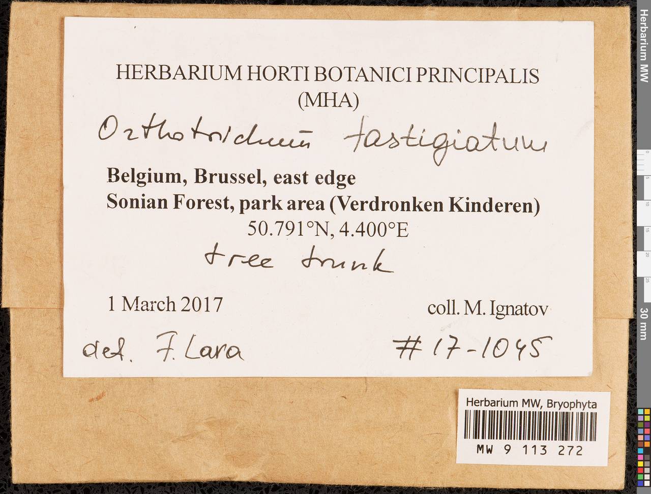 Lewinskya fastigiata (Bruch ex Brid.) Vigalondo, F. Lara & Garilleti, Гербарий мохообразных, Мхи - Западная Европа (BEu) (Бельгия)