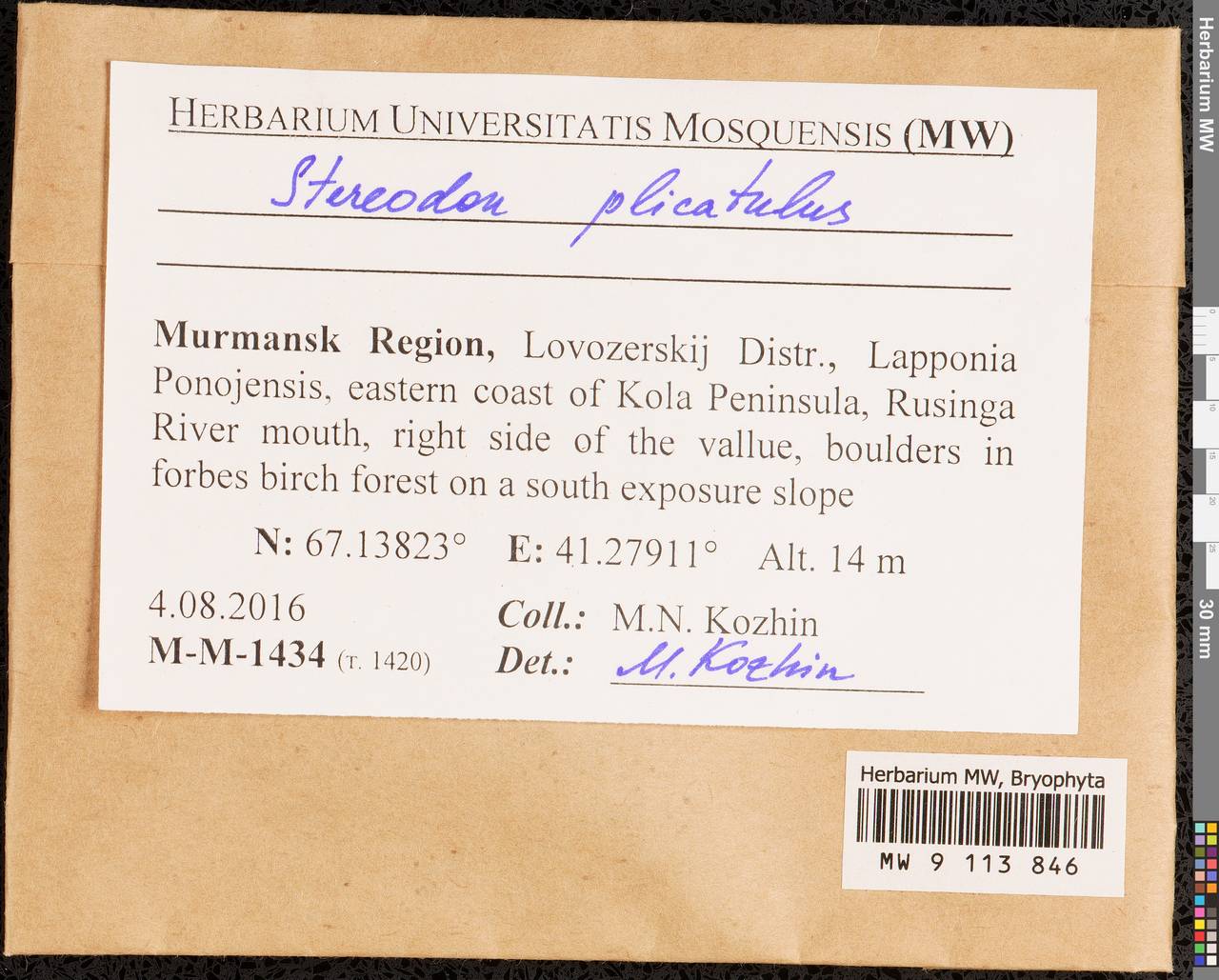 Aquilonium plicatulum (Lindb.) Hedenäs, Schlesak & D. Quandt, Гербарий мохообразных, Мхи - Карелия, Ленинградская и Мурманская области (B4) (Россия)