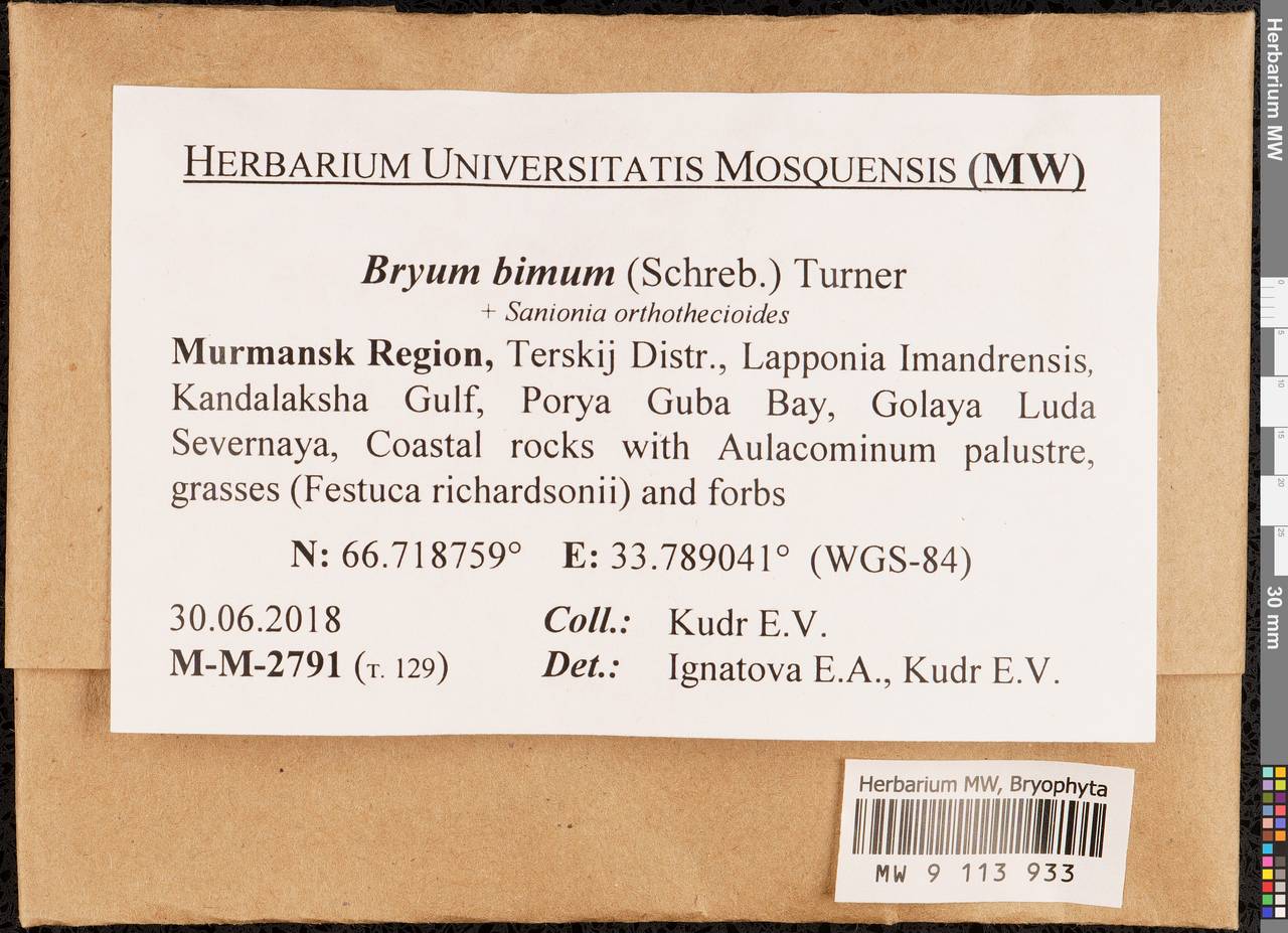 Ptychostomum bimum (Schreb.) J.R. Spence, Гербарий мохообразных, Мхи - Карелия, Ленинградская и Мурманская области (B4) (Россия)