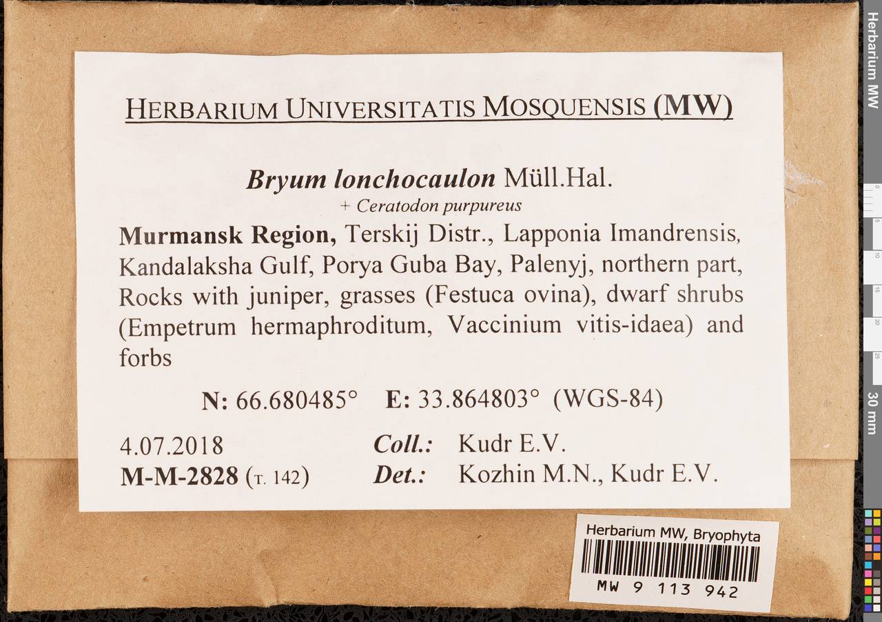 Ptychostomum lonchocaulon (Müll. Hal.) J.R. Spence, Гербарий мохообразных, Мхи - Карелия, Ленинградская и Мурманская области (B4) (Россия)