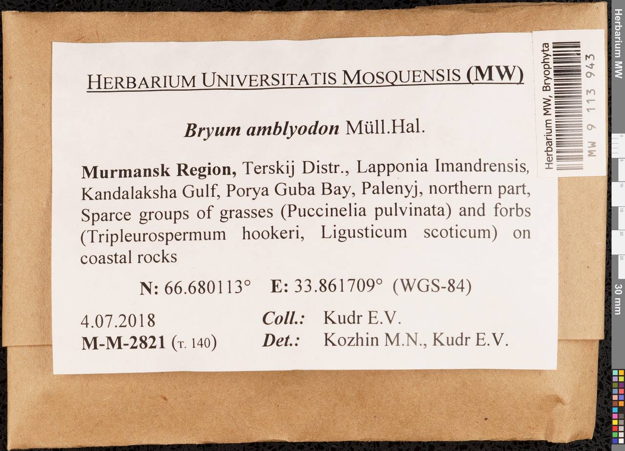 Ptychostomum inclinatum (Sw. ex Brid.) J.R. Spence, Гербарий мохообразных, Мхи - Карелия, Ленинградская и Мурманская области (B4) (Россия)
