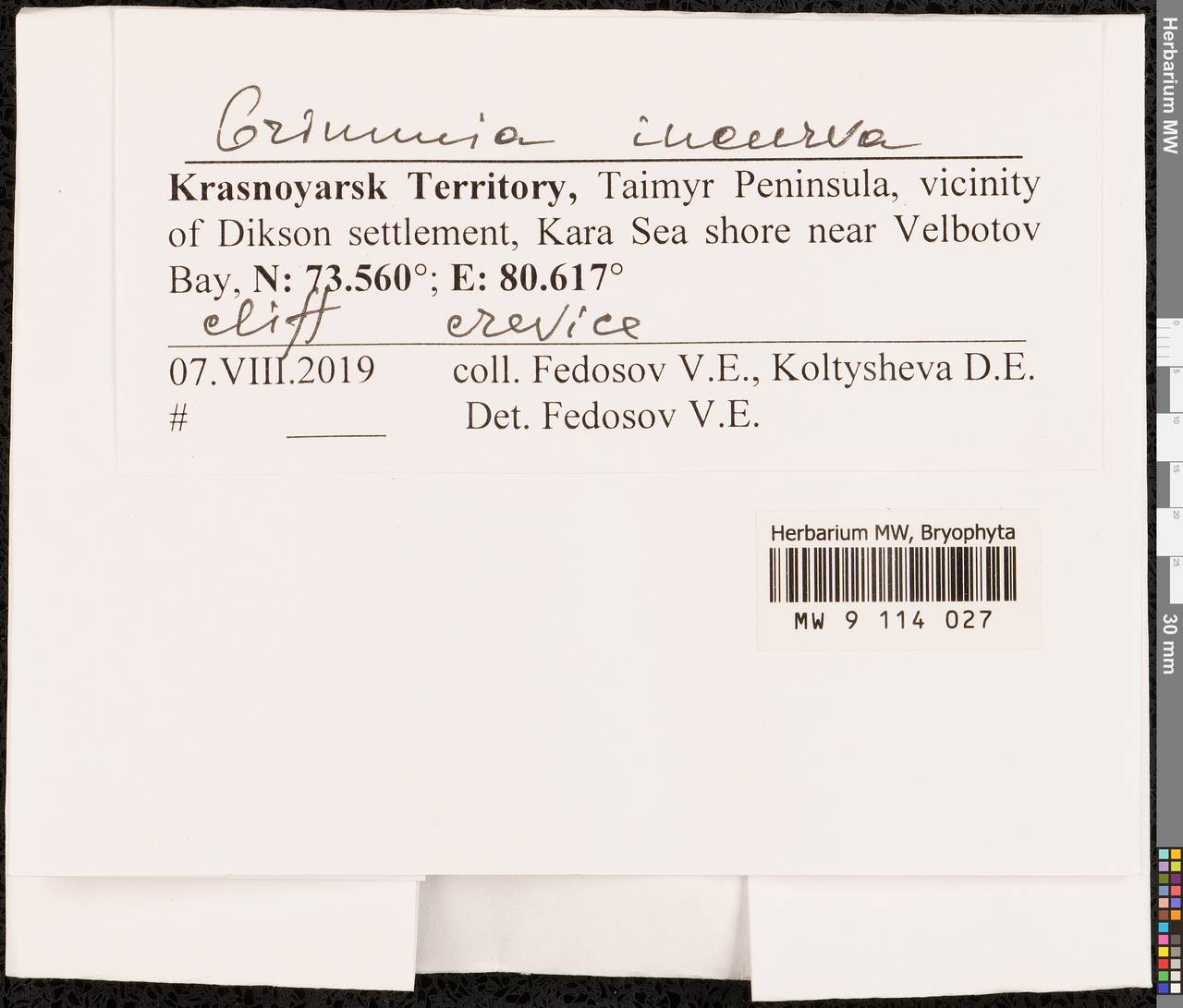 Grimmia incurva Schwägr., Гербарий мохообразных, Мхи - Красноярский край, Тыва и Хакасия (B17) (Россия)