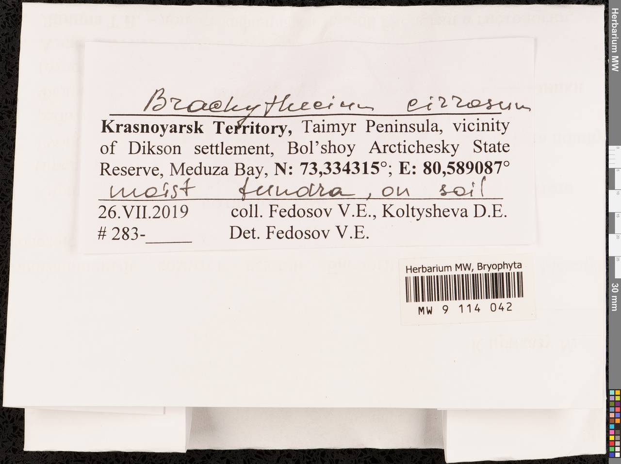 Brachythecium cirrosum (Schwägr.) Schimp., Гербарий мохообразных, Мхи - Красноярский край, Тыва и Хакасия (B17) (Россия)