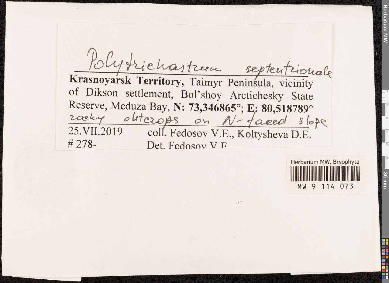 Polytrichastrum septentrionale (Sw. ex Brid.) E.I. Ivanova, N.E. Bell & Ignatov, Гербарий мохообразных, Мхи - Красноярский край, Тыва и Хакасия (B17) (Россия)