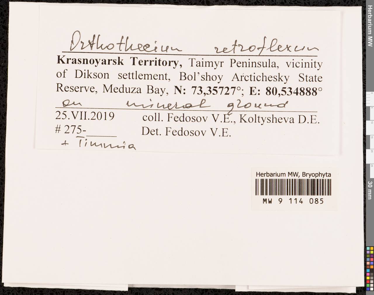 Orthothecium retroflexum Ignatov & Ignatova, Гербарий мохообразных, Мхи - Красноярский край, Тыва и Хакасия (B17) (Россия)