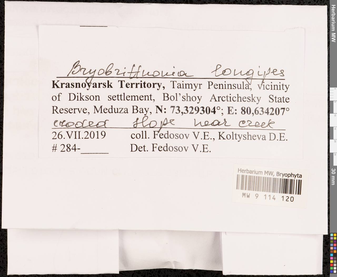 Brachythecium cirrosum (Schwägr.) Schimp., Гербарий мохообразных, Мхи - Красноярский край, Тыва и Хакасия (B17) (Россия)