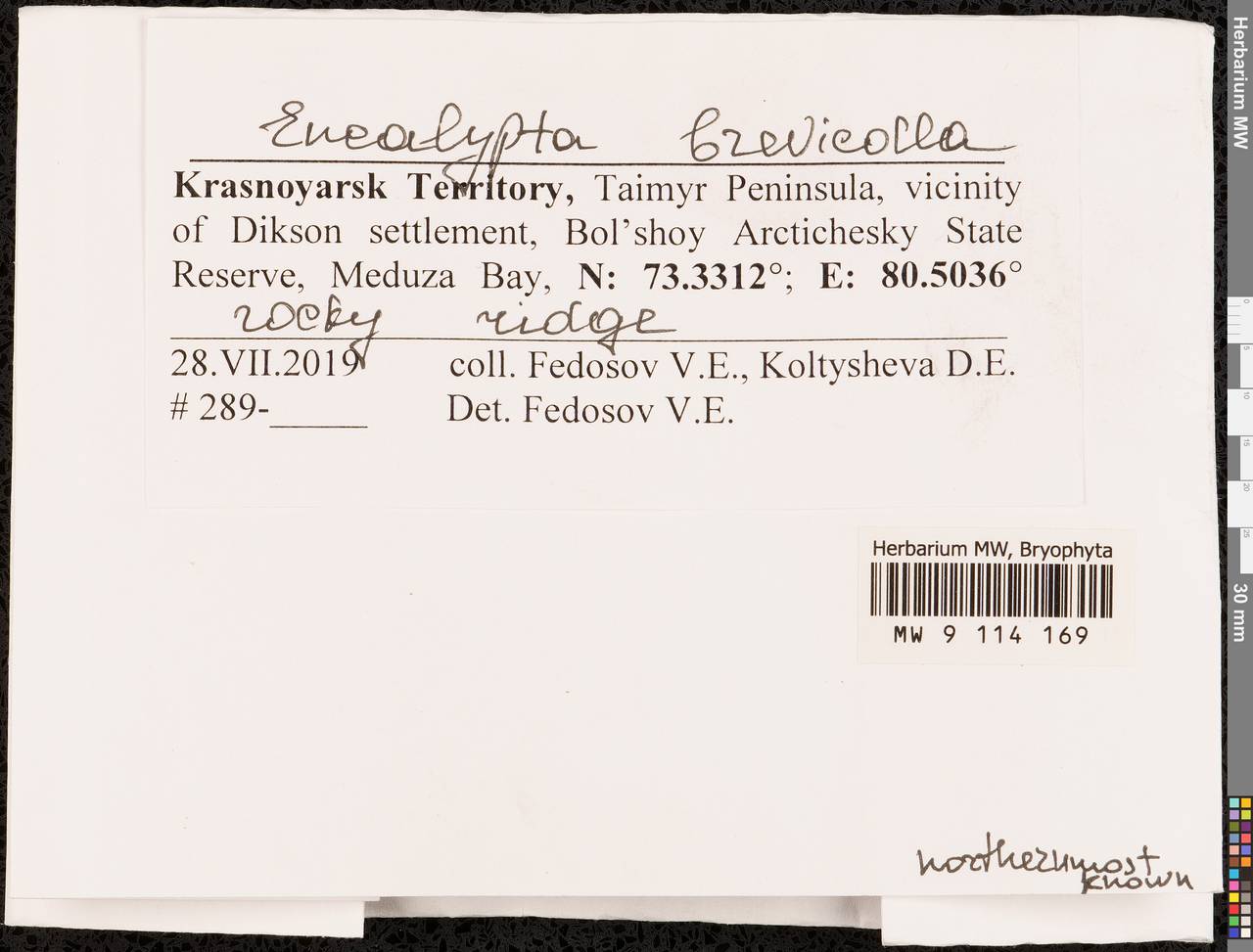 Encalypta brevicolla (Bruch & Schimp.) Ångstr., Гербарий мохообразных, Мхи - Красноярский край, Тыва и Хакасия (B17) (Россия)