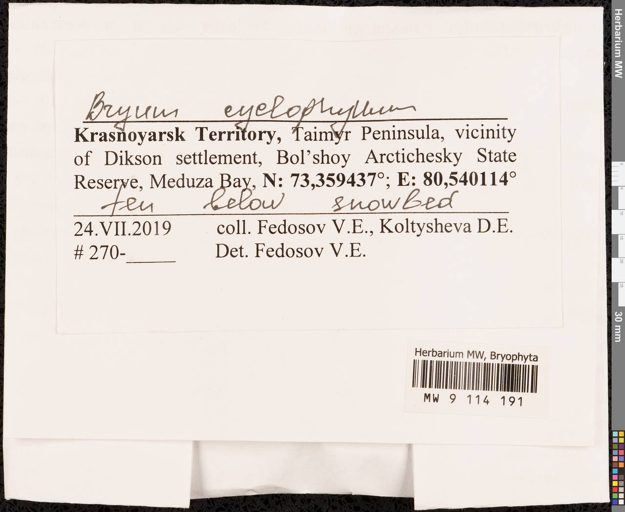 Ptychostomum cyclophyllum (Schwägr.) J.R. Spence, Гербарий мохообразных, Мхи - Красноярский край, Тыва и Хакасия (B17) (Россия)