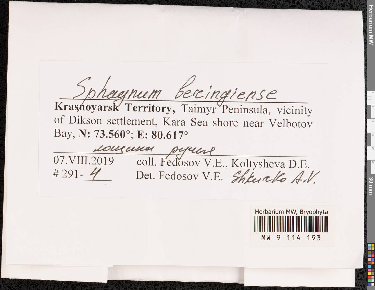 Sphagnum beringiense A.J. Shaw, R.E. Andrus & B. Shaw, Гербарий мохообразных, Мхи - Красноярский край, Тыва и Хакасия (B17) (Россия)