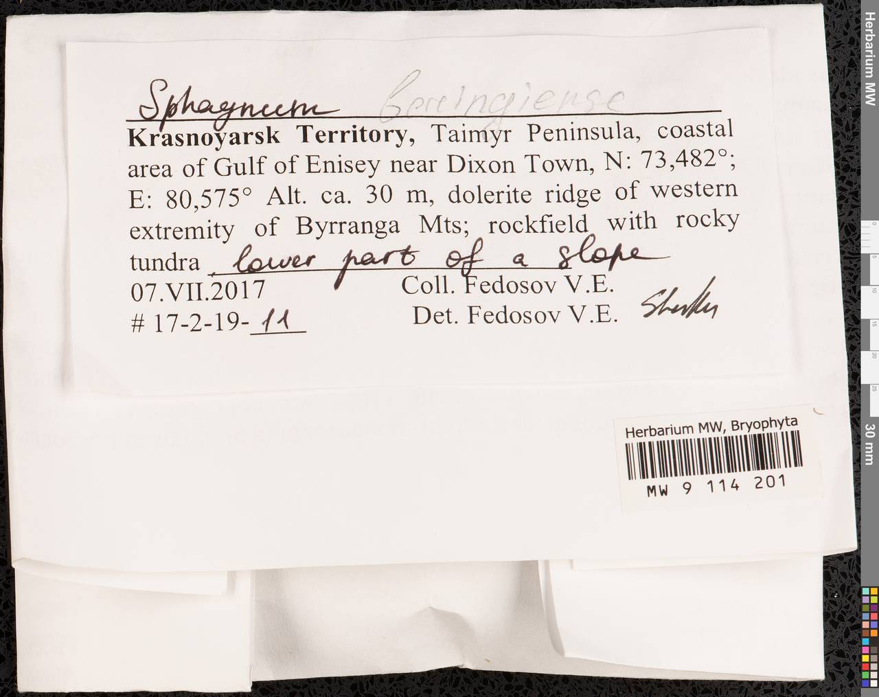 Sphagnum beringiense A.J. Shaw, R.E. Andrus & B. Shaw, Гербарий мохообразных, Мхи - Красноярский край, Тыва и Хакасия (B17) (Россия)