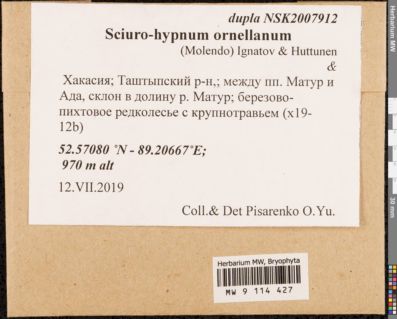 Sciuro-hypnum ornellanum (Molendo) Ignatov & Huttunen, Гербарий мохообразных, Мхи - Красноярский край, Тыва и Хакасия (B17) (Россия)