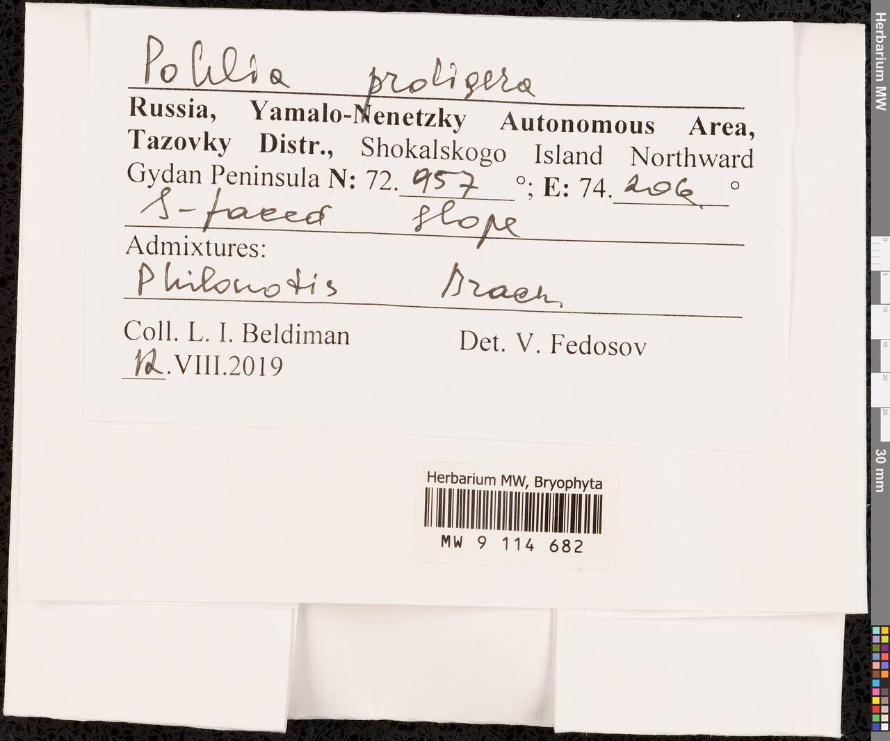 Pohlia proligera (Kindb. ex Breidl.) Lindb. ex Arnell, Гербарий мохообразных, Мхи - Западная Сибирь (включая Алтай) (B15) (Россия)