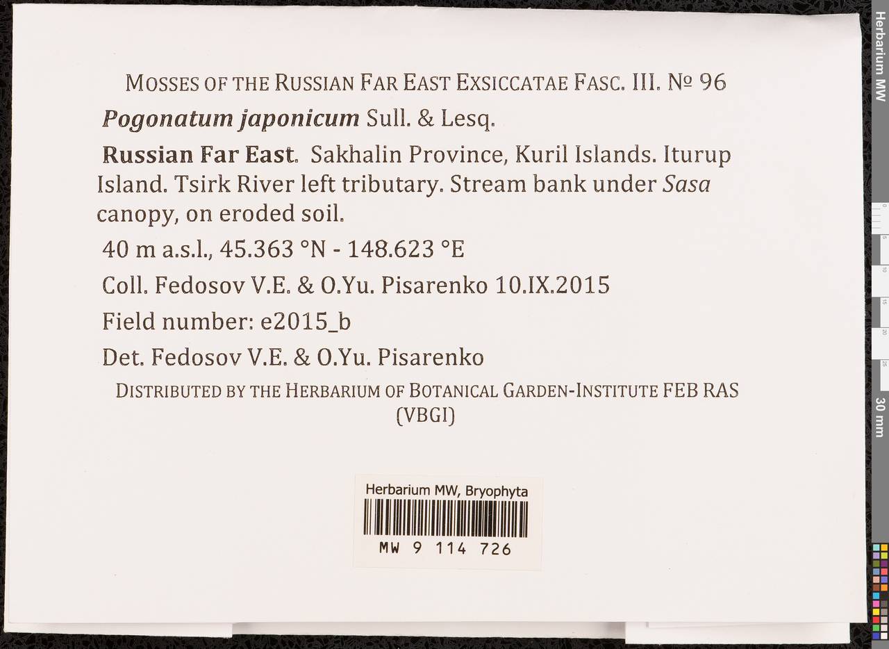 Pogonatum japonicum Sull. & Lesq., Гербарий мохообразных, Мхи - Дальний Восток (без Чукотки и Камчатки) (B20) (Россия)