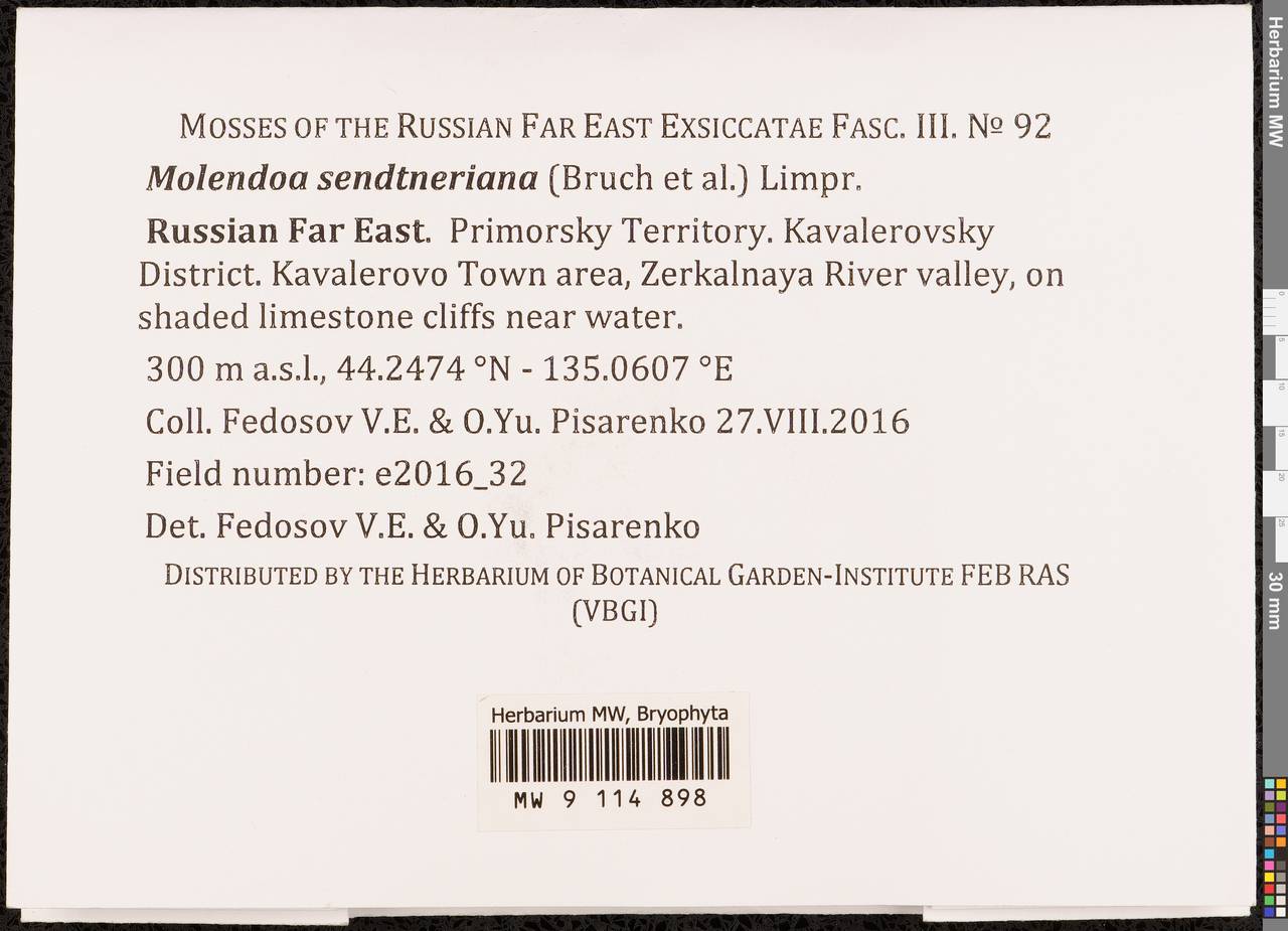 Molendoa sendtneriana (Bruch & Schimp.) Limpr., Гербарий мохообразных, Мхи - Дальний Восток (без Чукотки и Камчатки) (B20) (Россия)