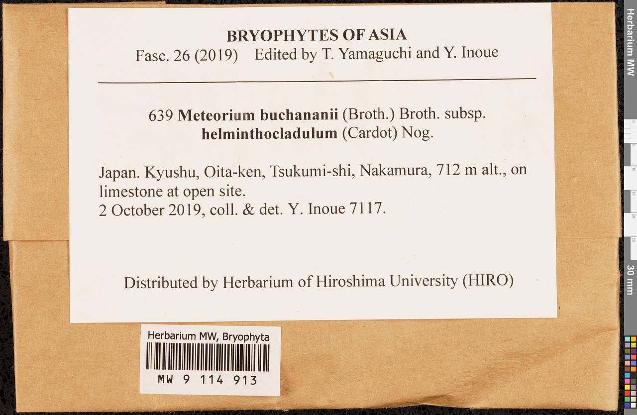 Meteorium buchananii subsp. helminthocladulum (Cardot) Nog., Гербарий мохообразных, Мхи - Азия (вне границ бывшего СССР) (BAs) (Япония)