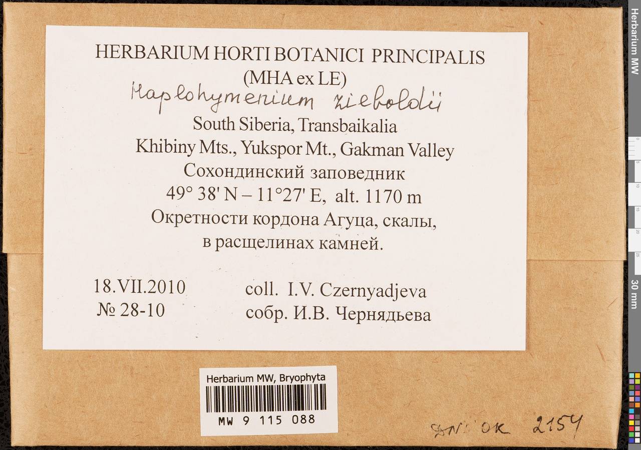 Haplohymenium sieboldii (Dozy & Molk.) Dozy & Molk., Гербарий мохообразных, Мхи - Прибайкалье и Забайкалье (B18) (Россия)
