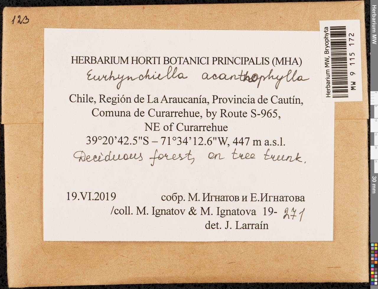 Rhynchostegium acanthophyllum (Mont.) A. Jaeger, Гербарий мохообразных, Мхи - Америка (BAm) (Чили)