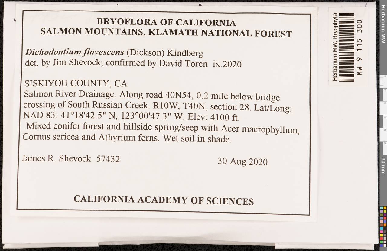 Dichodontium flavescens (Dicks.) Lindb., Гербарий мохообразных, Мхи - Америка (BAm) (США)