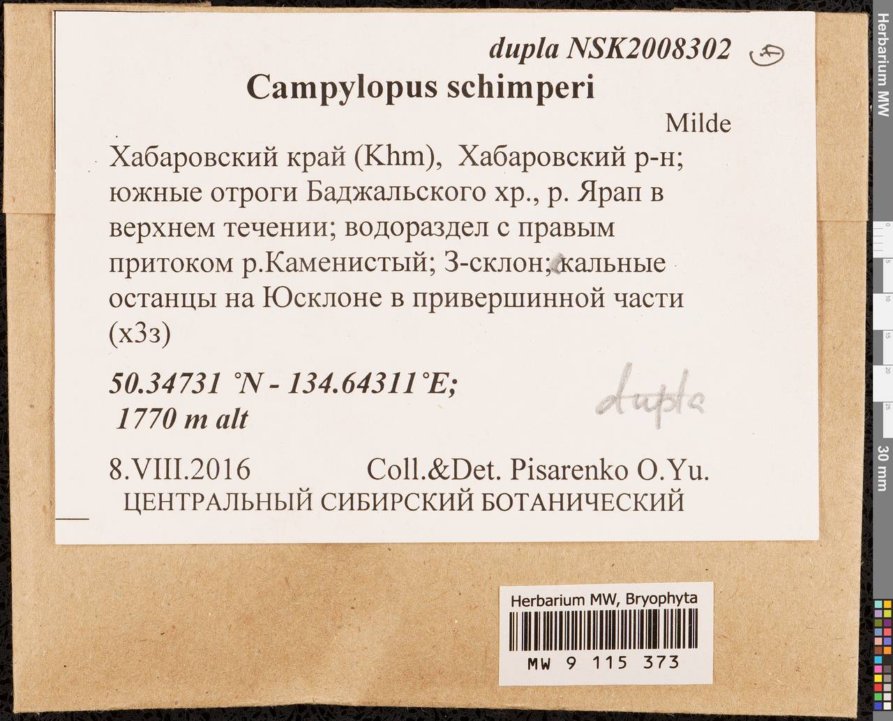 Campylopus schimperi Milde, Гербарий мохообразных, Мхи - Дальний Восток (без Чукотки и Камчатки) (B20) (Россия)