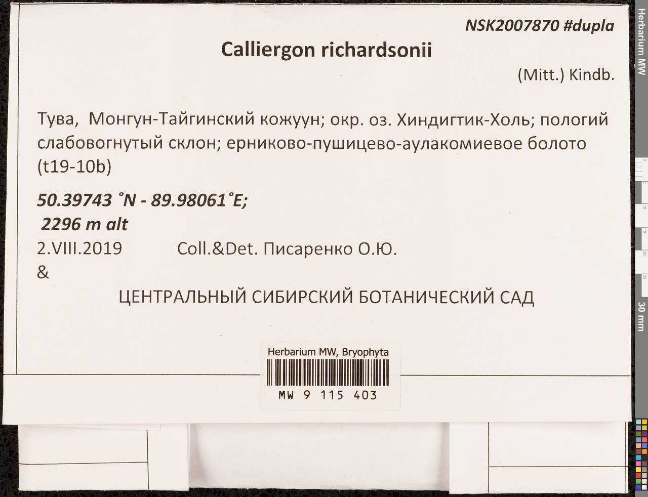 Calliergon richardsonii (Mitt.) Kindb. ex G. Roth, Гербарий мохообразных, Мхи - Красноярский край, Тыва и Хакасия (B17) (Россия)