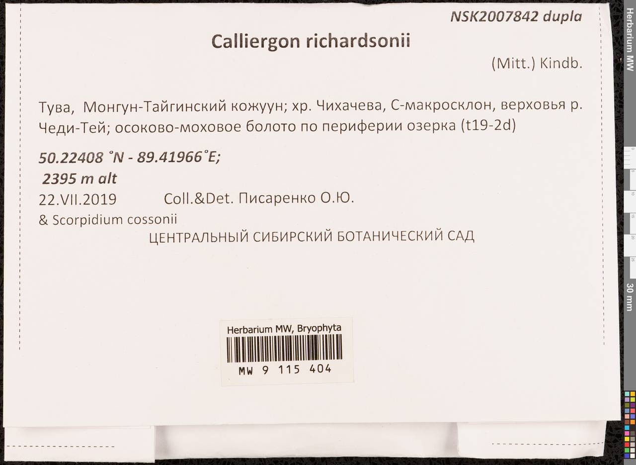 Calliergon richardsonii (Mitt.) Kindb. ex G. Roth, Гербарий мохообразных, Мхи - Красноярский край, Тыва и Хакасия (B17) (Россия)