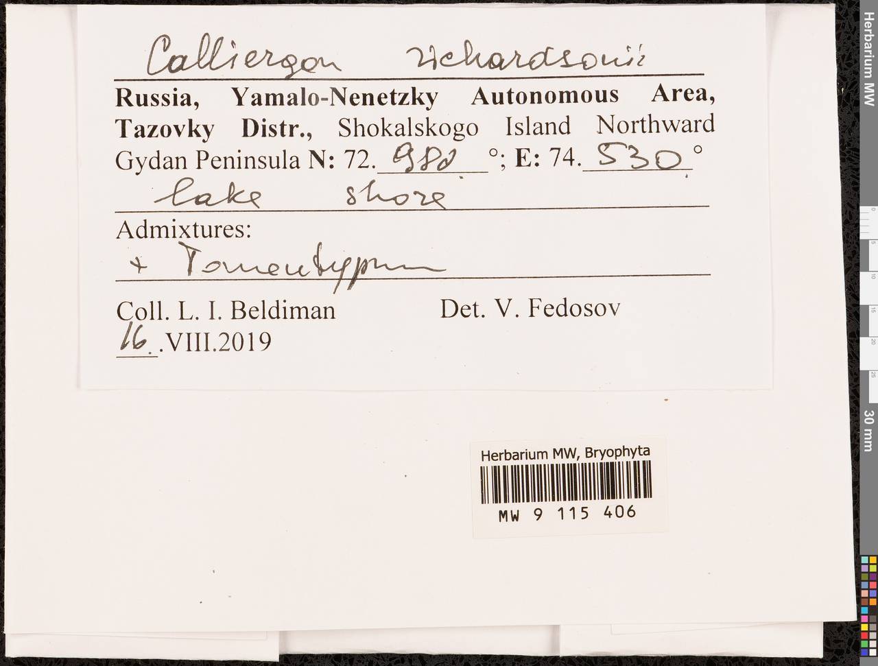 Calliergon richardsonii (Mitt.) Kindb. ex G. Roth, Гербарий мохообразных, Мхи - Западная Сибирь (включая Алтай) (B15) (Россия)