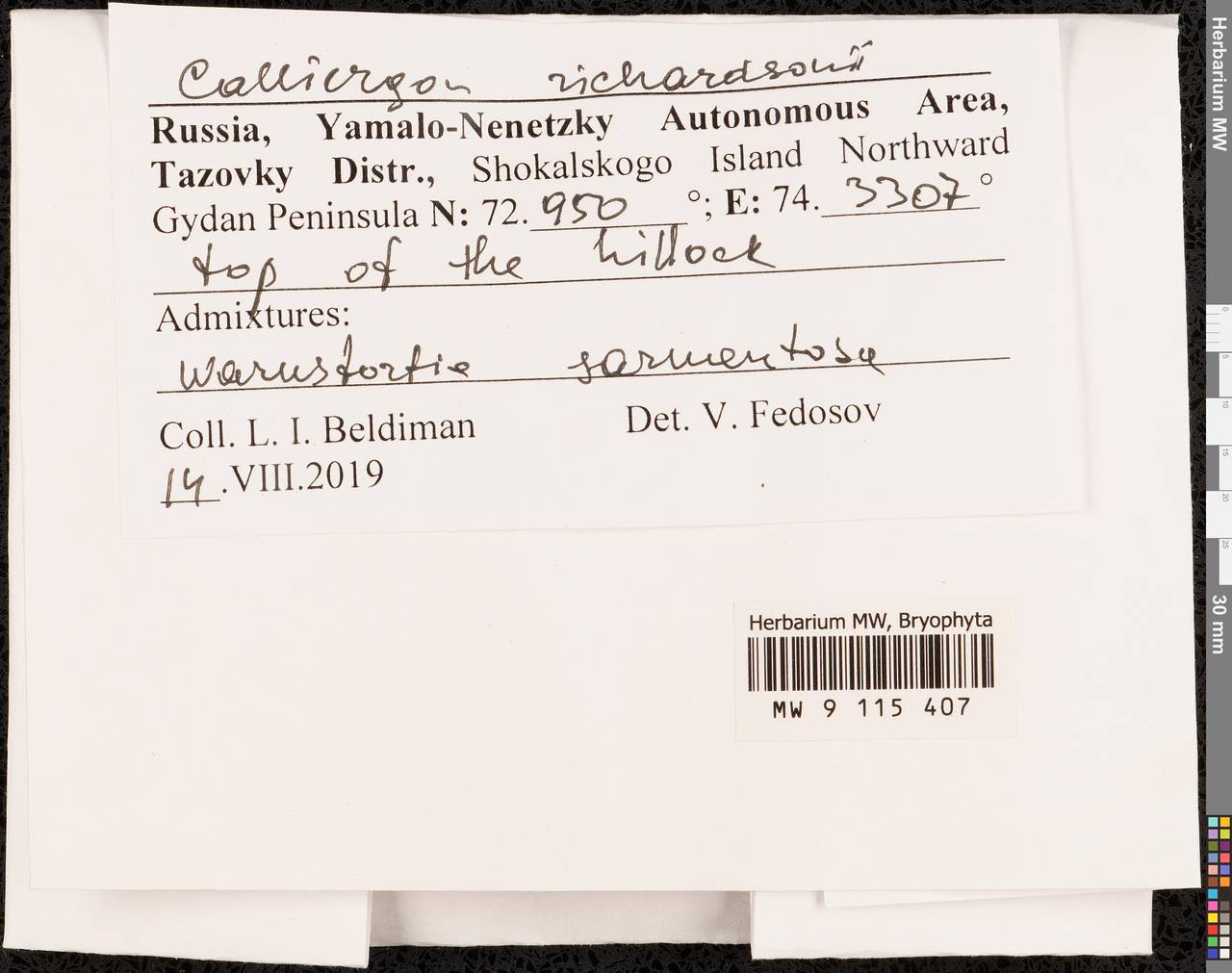 Calliergon richardsonii (Mitt.) Kindb. ex G. Roth, Гербарий мохообразных, Мхи - Западная Сибирь (включая Алтай) (B15) (Россия)