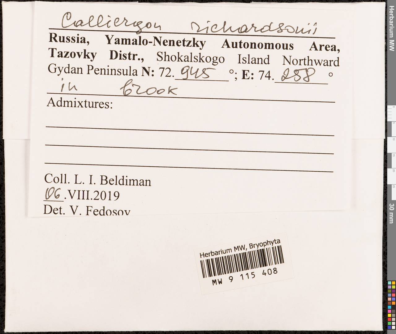Calliergon richardsonii (Mitt.) Kindb. ex G. Roth, Гербарий мохообразных, Мхи - Западная Сибирь (включая Алтай) (B15) (Россия)